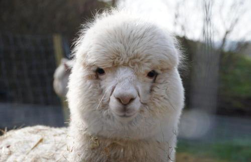 Ferienwohnungen Schwabenhof - Foto 28