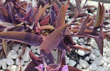 Las Casitas Masdache - Foto 46