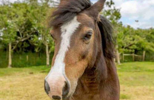 Crosslands Cottage-Luxury retreat nr Bude & hottub - Foto 31