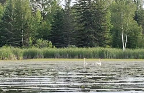Classic American Getaway in a Lakeside Cabin near Detroit Lakes and Itasca State Park, Minnesota - Foto 6