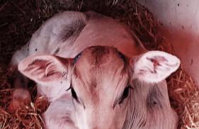 Ferienwohnung Schmied - Foto 18