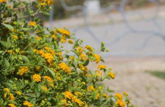 Le Maree Apartments - Foto 13