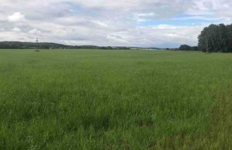 East Cottage, Brodie - Foto 15