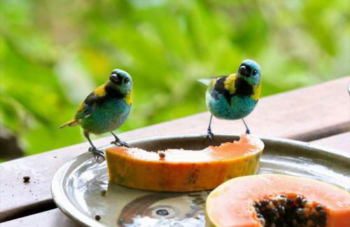 Suíte e Sala com Vista para o Mar - Praia Barra do Sahy - Foto 8