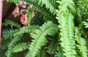 Lar Maria Lima - Foto 43