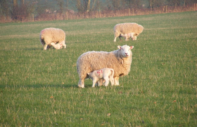 Marshwood Farm B&B - Photo 13