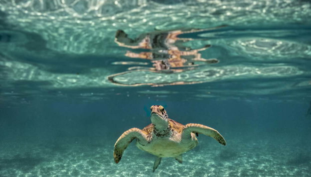 Excursión a Tulum y Akumal + Snorkel en cenote maya - Foto 4, Tortuga marina de Akumal