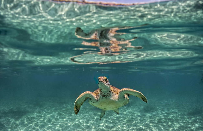 Tulum & Akumal Day Trip + Snorkelling in a Mayan Cenote - Foto 4