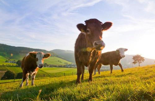 Ferienwohnungen Schneider - Foto 27