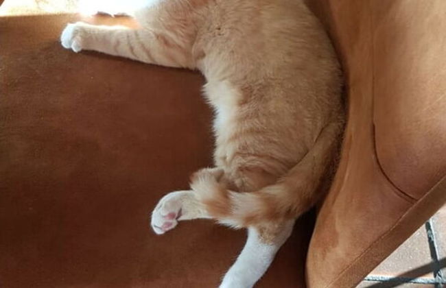 Country Life Comfortable Holiday Residence - Foto 14