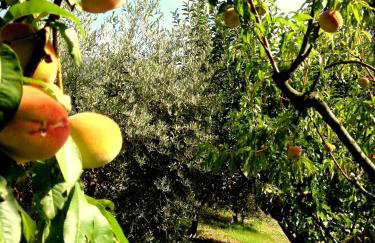 Agriturismo Le Cerinaie - Foto 72