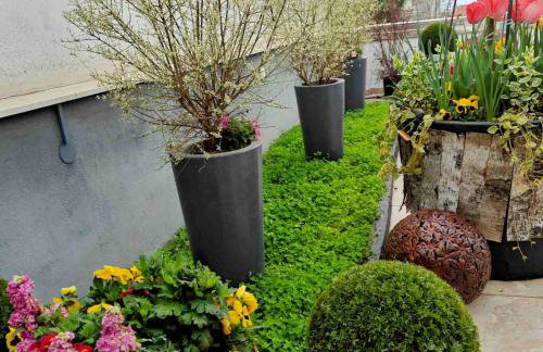 Garden Sky - Photo 18