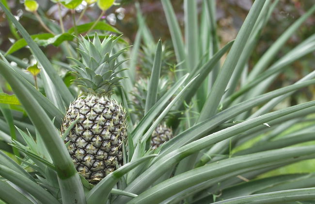 Villas Josipek - Foto 67