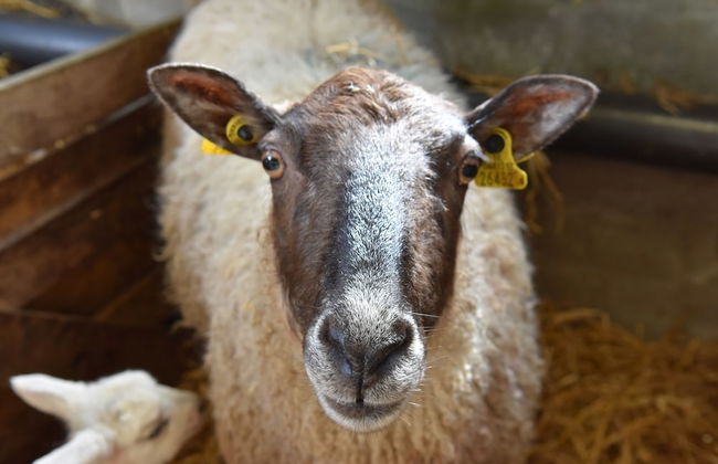 Temple House - Foto 19