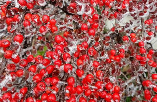 Ferienhaus Mauth - Photo 130