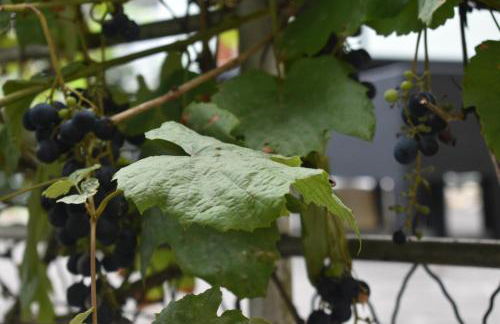 My Home - Ferienwohnung - Foto 26