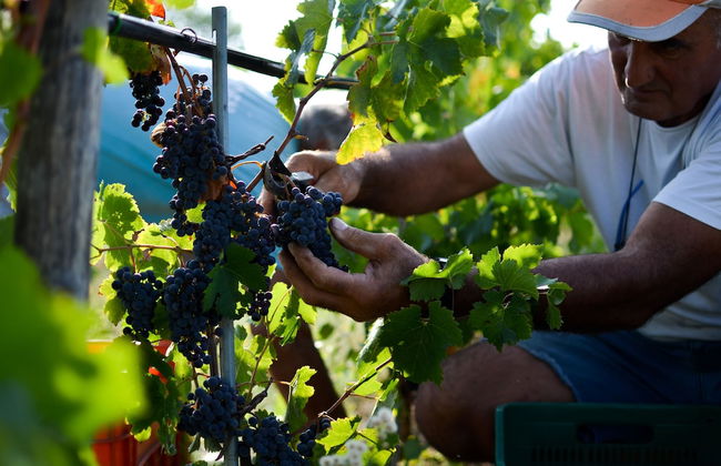 Cortona Resort - Le Terre Dei Cavalieri - Foto 76