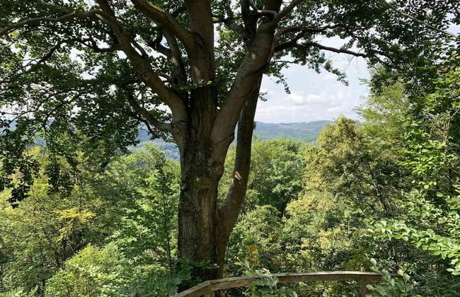 Ferienhaus in Wieda mit Garten - Foto 38