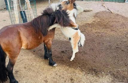 Lochererhof - Foto 9