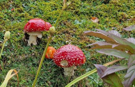 Seeblick in Schwarzwald - Foto 8