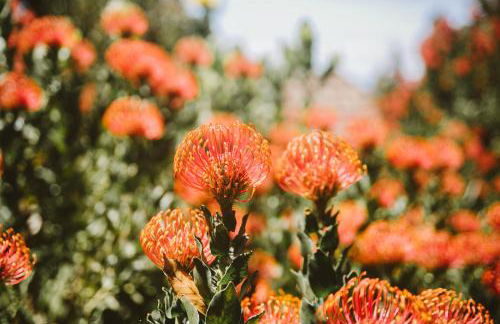 Madeira Sunset Cottage - Nature Retreat - Foto 64