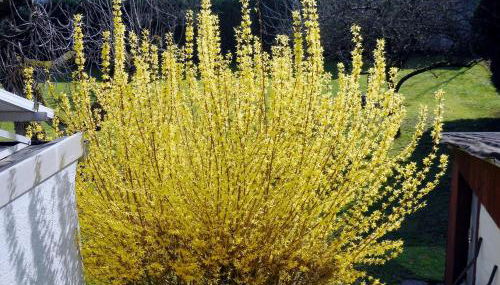 Ferienwohnung Gersprenztal - Photo 4, Garden