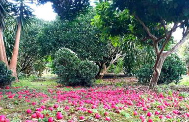 Quinta das rãs - Photo 8