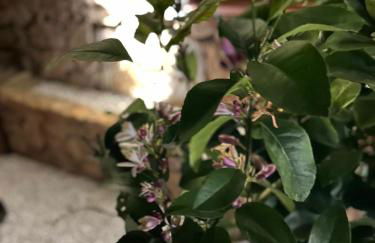 Casa Vacanze Budoni - Sandalia - Foto 26