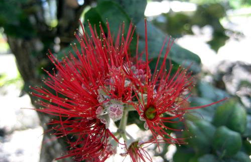 Keaau Place - Foto 18