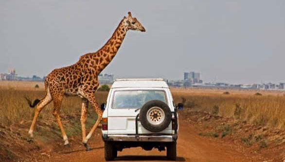 Safari privado por el Parque Nacional de Amboseli - Foto 3, Veremos algunas jirafas