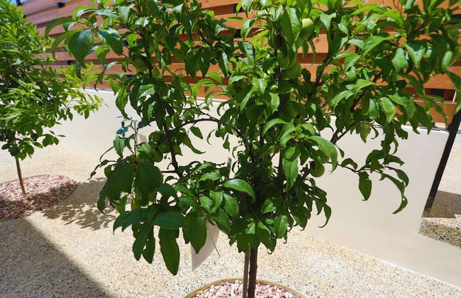 Villa Lefkas in Malatya - Foto 17