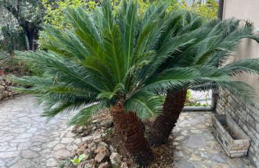 Il giardino delle Cycas - Foto 17