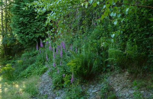 Pretty sunny cottage, Machynlleth - Photo 13