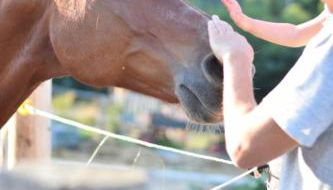 Gutshof Schirgiswalde - Foto 5, Garden