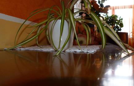 Agriturismo Ai Due Volti - Foto 24