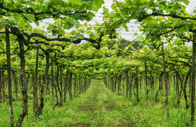 Vale dos Vinhedos Wine Tour - Photo 1