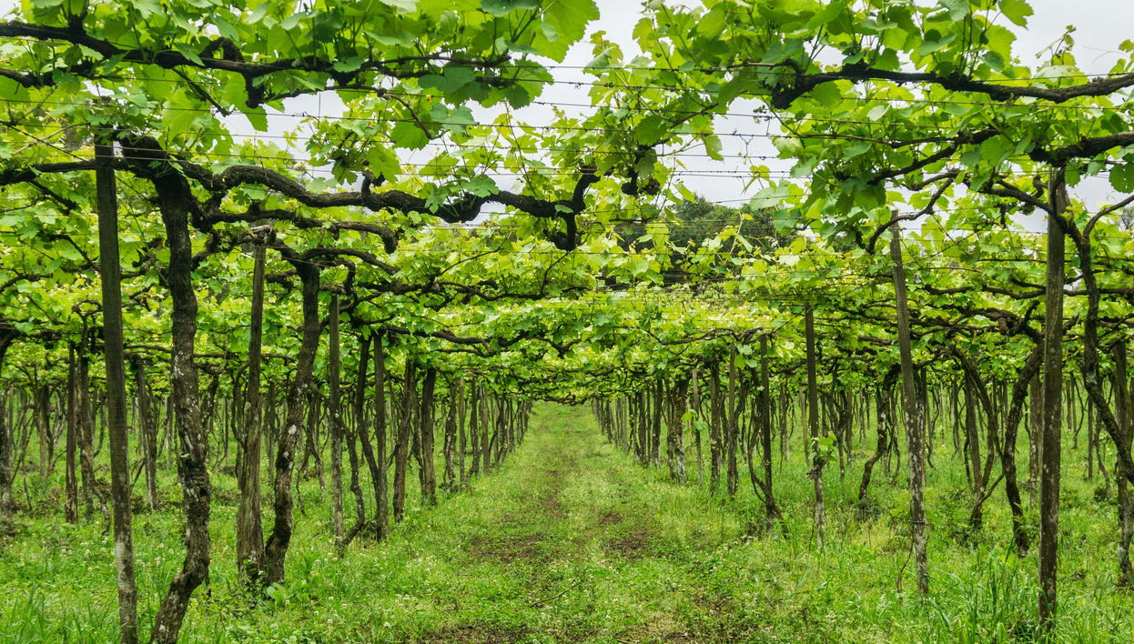 Vale dos Vinhedos Wine Tour - Foto 1