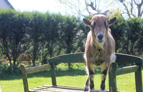 Ferienwohnung Nr 3 - Foto 7