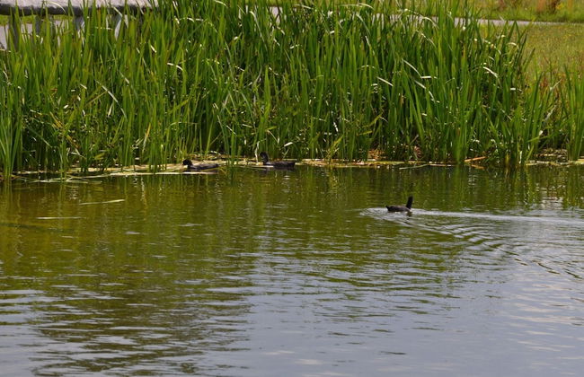 Veldenberg Nature Resort Stay - Foto 20