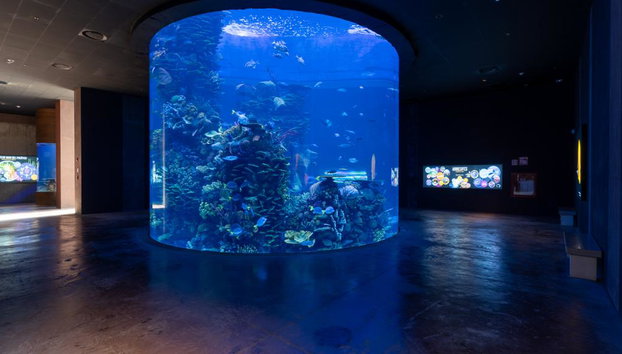 Gran Acuario Mazatlan - Entrada - Foto 5