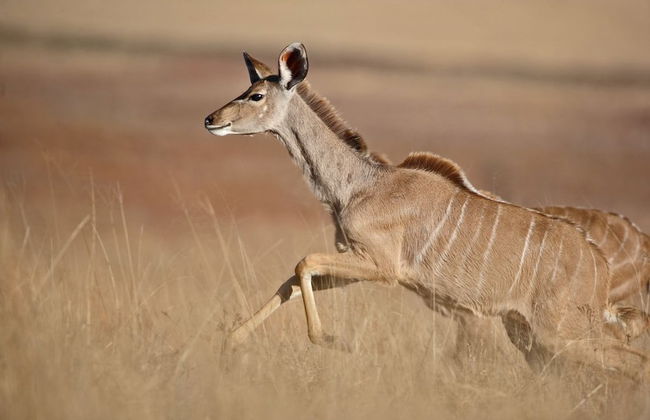Ezemvelo Nature Reserve - Foto 18