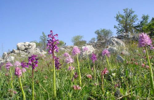 B&B Case Vacanza Orchidea marina di Macchia a Mattinata Gargano - Foto 66