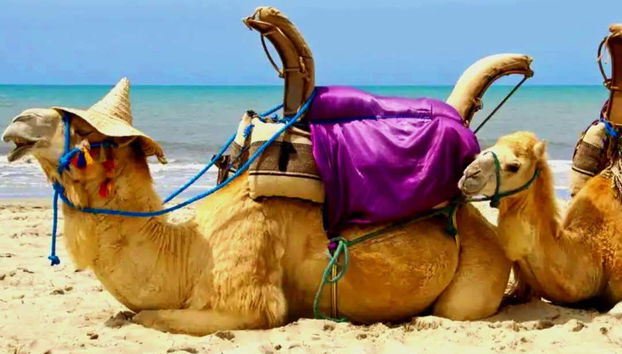 Dois camelos na praia