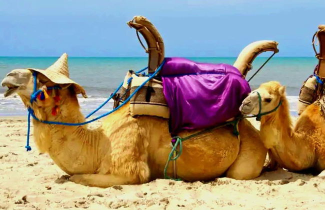 Djerba Lagoon Camel Ride - Foto 4