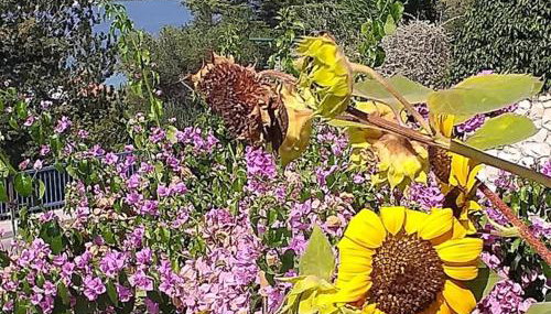 Apartment Stanka-Rab - Photo 5, Garden view