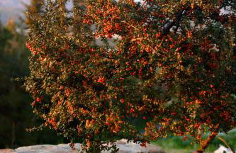 Aphrodite Mountain View - Foto 21