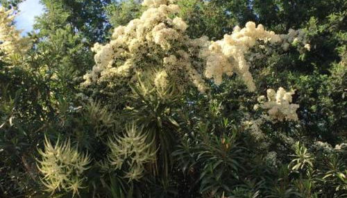 Villa Daurus - Foto 3