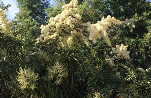 Villa Daurus - Foto 3