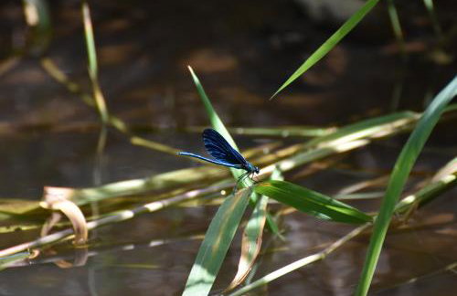 Ferienwohnung "FeWo am Bach" - Pegnitz - Foto 23