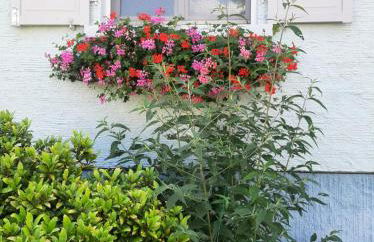 Gîte les chiwawas d'Alsace - Foto 12